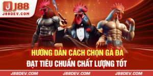 Hướng Dẫn Cách Chọn Gà Đá Đạt Tiêu Chuẩn Chất Lượng Tốt